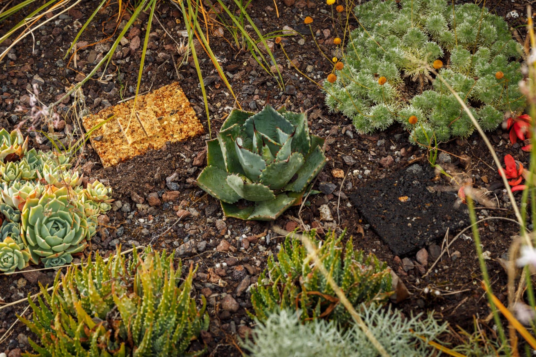 Close up of small sculptural tile artworks placed in the soil of a garden. The sculptures are surrounded by succulent plants.