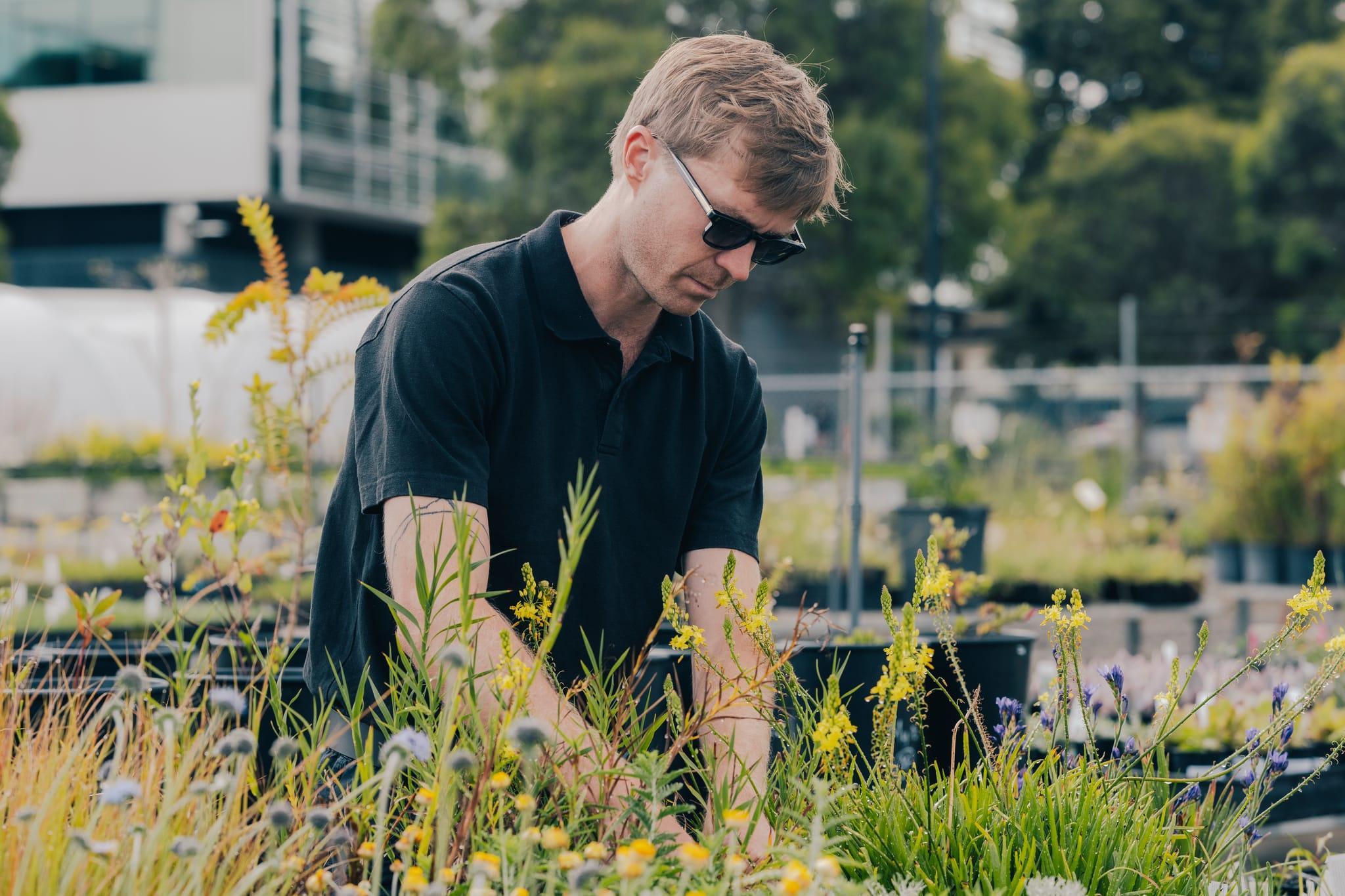 Gardener wearing sunglasses inspecting plants at the Burnley plant trial site.
