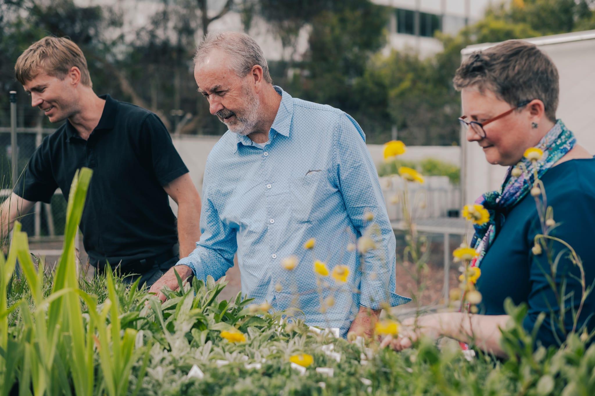 Three gardeners working among plant trial beds at Burnley.