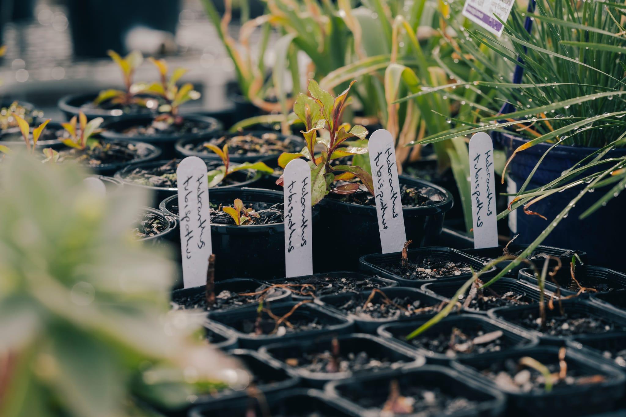 Close up of seedlings in black plastic seed trays.