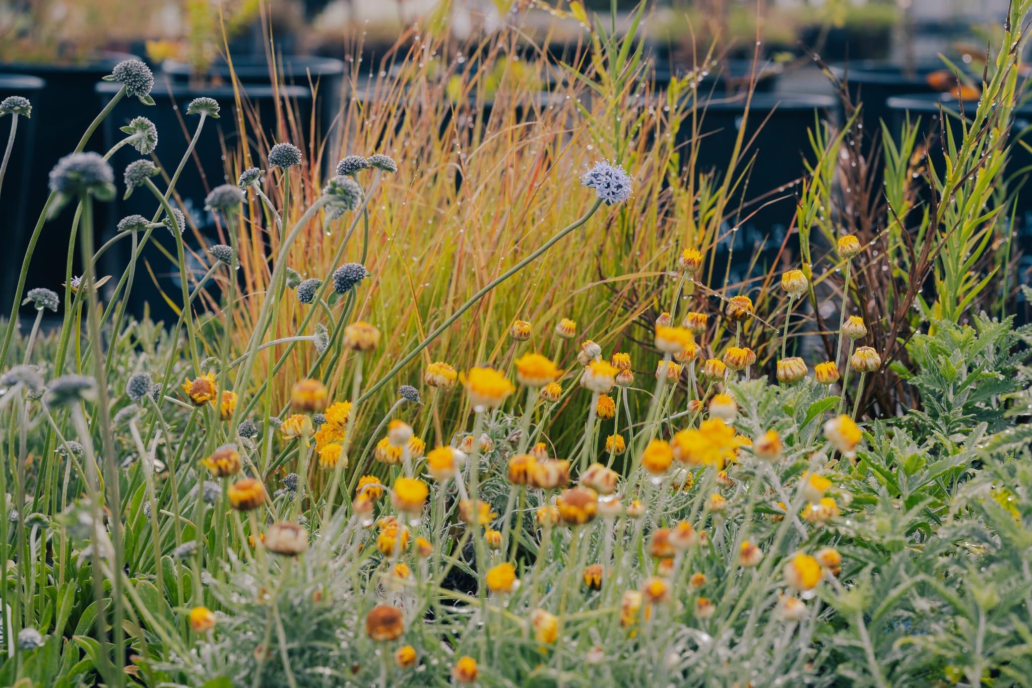 Close up photo of yellow and blue flowers in the plant trials at Burnley.
